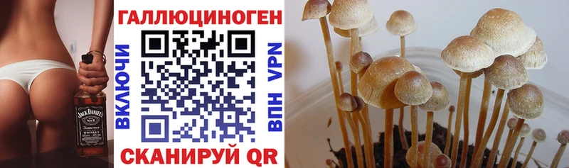 Псилоцибиновые грибы MAGIC MUSHROOMS Донской